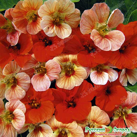 Настурция Медовый Месяц НК Ц