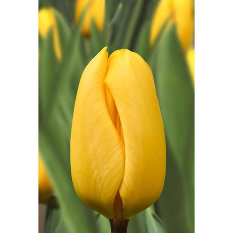 22210 Шоу-Бокс Тюльпан Конкуэрор 11/12 100 шт Садовита