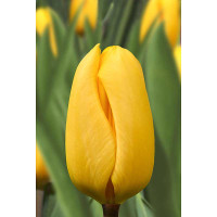 22210 Шоу-Бокс Тюльпан Конкуэрор 11/12 100 шт Садовита