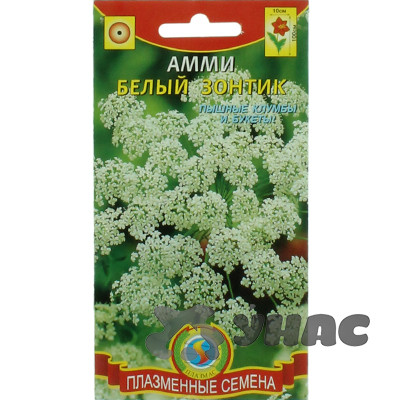 Амми Белый зонтик Плазма Ц