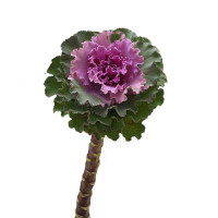 Капуста декоративная Крейн Раффл Роуз 1уп/100шт Поиск