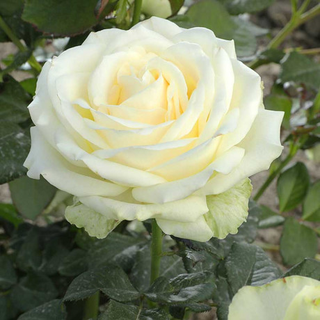 Роза чайно-гибридная Прауд Садовита