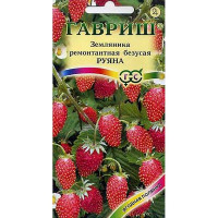 Земляника Руяна безусая Гавриш Ц