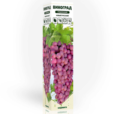 Виноград Новый русский среднеранний Садовита