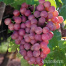 Виноград Новый русский среднеранний Садовита