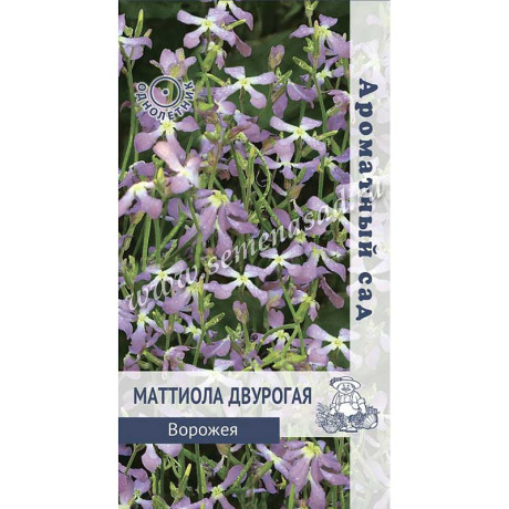 Маттиола двурогая Ворожея Поиск Ц