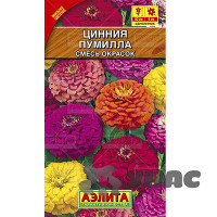 Циния Пумилла Аэлита Ц