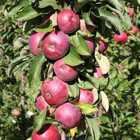 Яблоня Васюган колоновидная Садовита