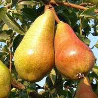 Груша Чудесница Садовита
