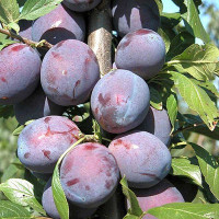 Слива Венгерка Московская Садовита