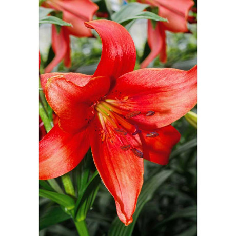 20463 Биг-Пак Лилия Перл Лорейн 12/14 25 шт Садовита