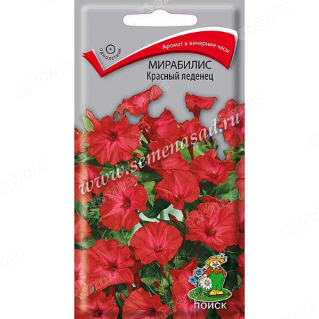 Мирабилис Красный леденец Поиск Ц