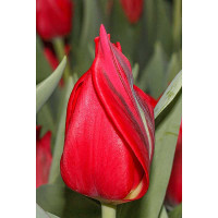 Тюльпан Претти Вумэн 11/12 8 шт Садовита