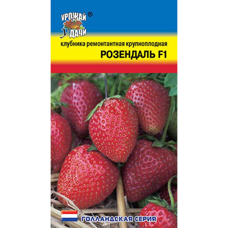 Клубника Розендаль Урожай у дачи Ц