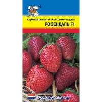 Клубника Розендаль Урожай у дачи Ц