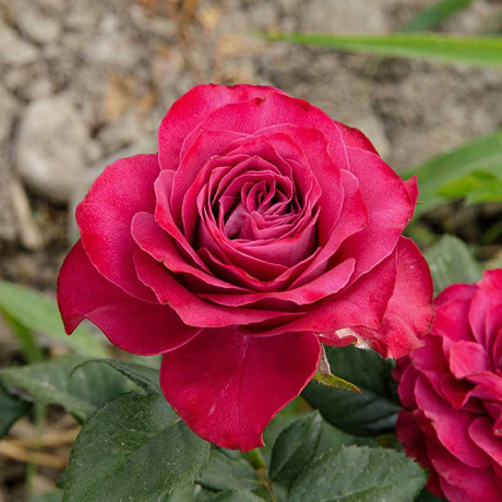 Роза чайно-гибридная Прэшес моментс Садовита