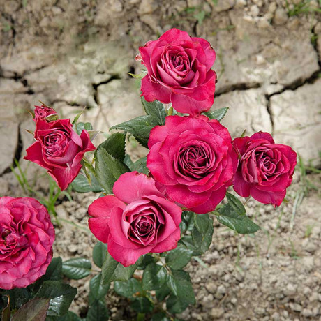 Роза чайно-гибридная Прэшес моментс Садовита