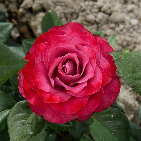 Роза чайно-гибридная Прэшес моментс Садовита