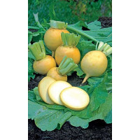 Семена Репа Карамелька Марс Ц