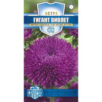 Астра Гигант Виолет (Русский богатырь) Гавриш Ц