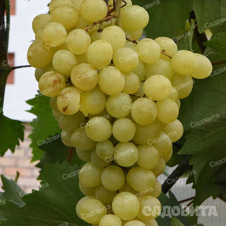Виноград Сэле среднеранний Садовита