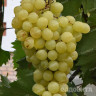 Виноград Сэле среднеранний Садовита