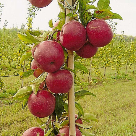 Яблоня Джин колоновидная Садовита