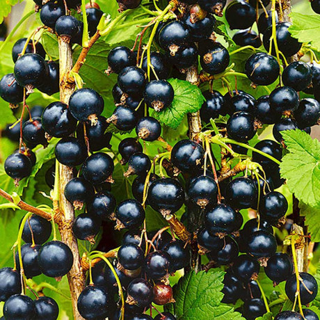 Смородина черная Геркулес Садовита