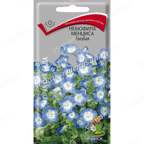 Немофила Голубая менциса Поиск Ц