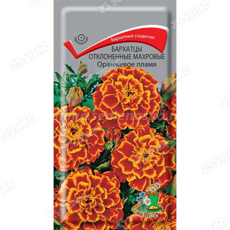 Бархатцы Оранжевое пламя махр Поиск Ц