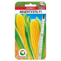 Кукуруза Акцентуэта СибСад Ц