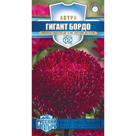 Астра Гигант бордо Гавриш Цх10