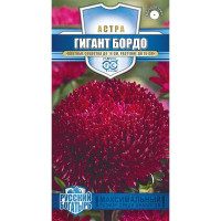 Астра Гигант бордо Гавриш Цх10