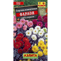 Георгин Фараон Аэлита Ц