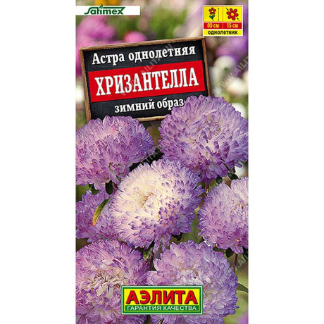 Астра Хризантелла зимний образ Аэлита Цх10
