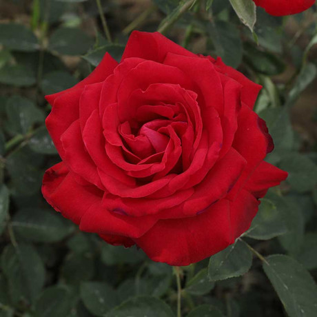 Роза чайно-гибридная Софи Лорен Садовита