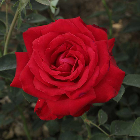 Роза чайно-гибридная Софи Лорен Садовита