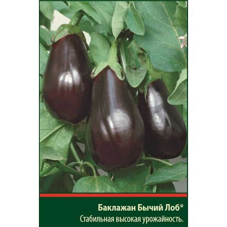 Баклажан Бычий лоб  Аэлита Ц
