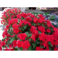 Бальзамин Уоллера Ред Каули Партнер Ц