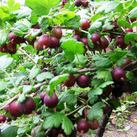 Крыжовник Консул Садовита