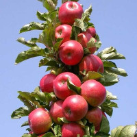 Яблоня Останкино колоновидная Садовита