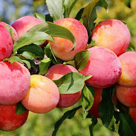 Слива Персиковая Садовита