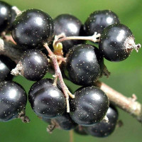 Смородина черная Ядреная Садовита