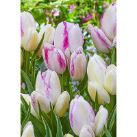 Тюльпан Эмили 11/12 5 шт