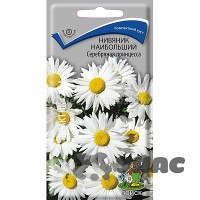 Нивяник Серебряная Принцесса наибольший Поиск Ц