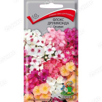 Флокс Сесилия Поиск Ц