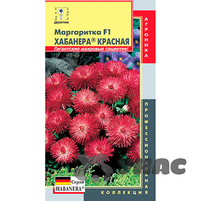 Маргаритка Хабанера красная Плазма Ц