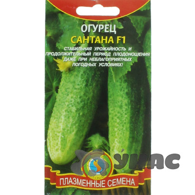 Огурец Сантана Плазма Ц