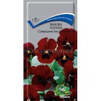 Фиалка Совершенство Рубиновая Поиск Ц