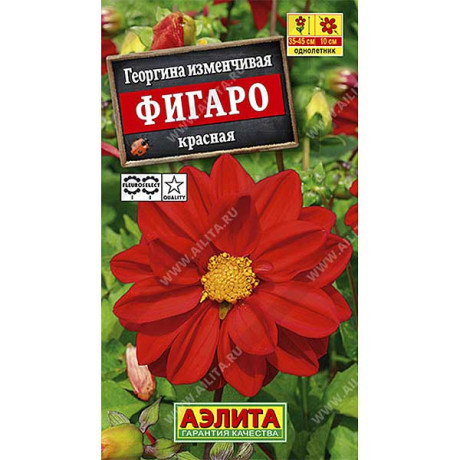 Георгин Фигаро красный махр. Аэлита Ц